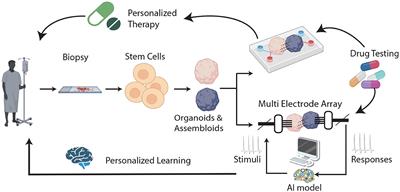 Assembloid learning: opportunities and challenges for personalized approaches to brain functioning in health and disease